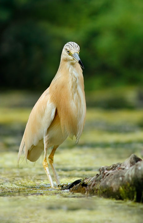 Renzo-Sgarza ciuffetto