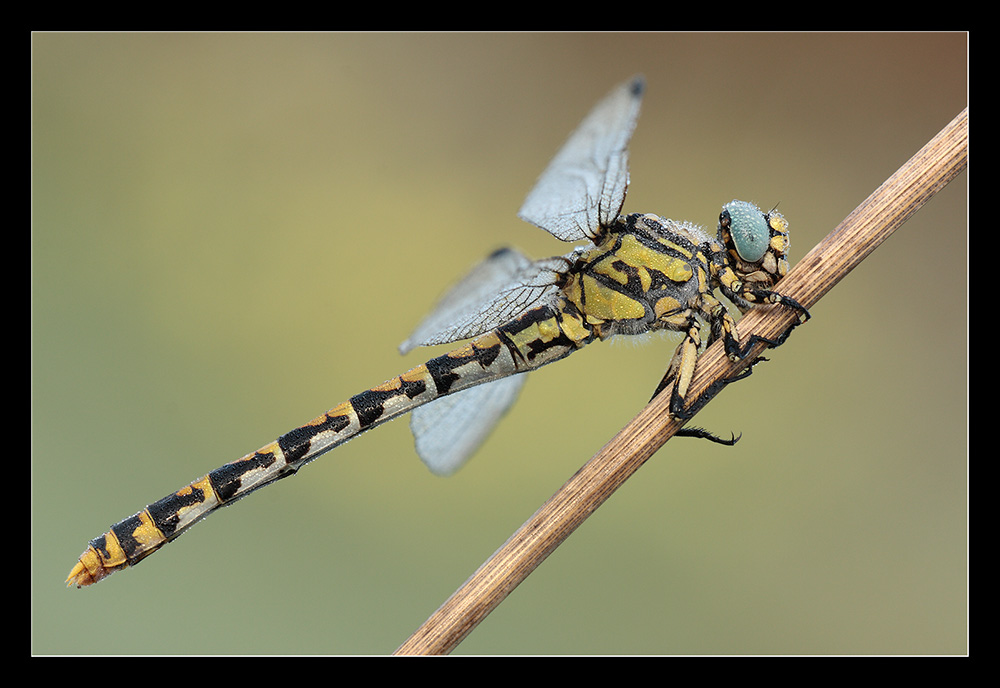 Onychogomphus forcipatus