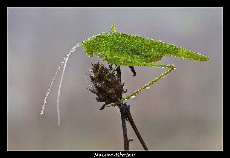 Antenne basse nella nebbia!