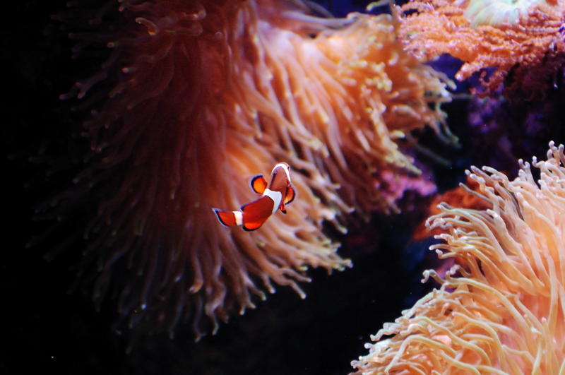 Oceanario Di Lisbona