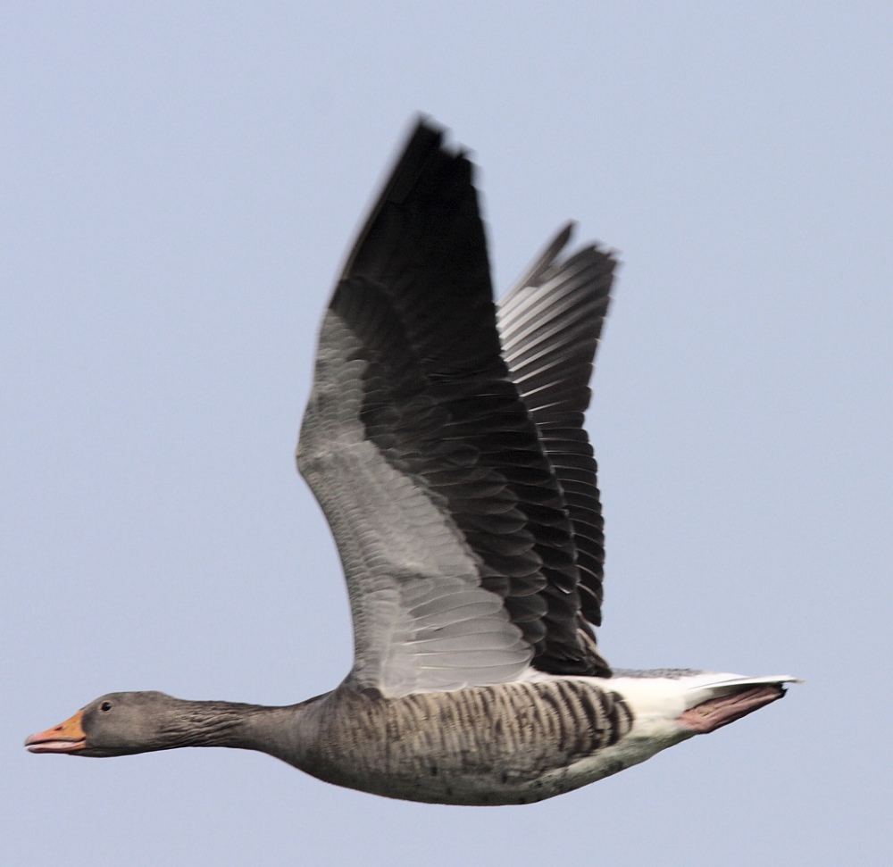 Anitra Selvatica in volo