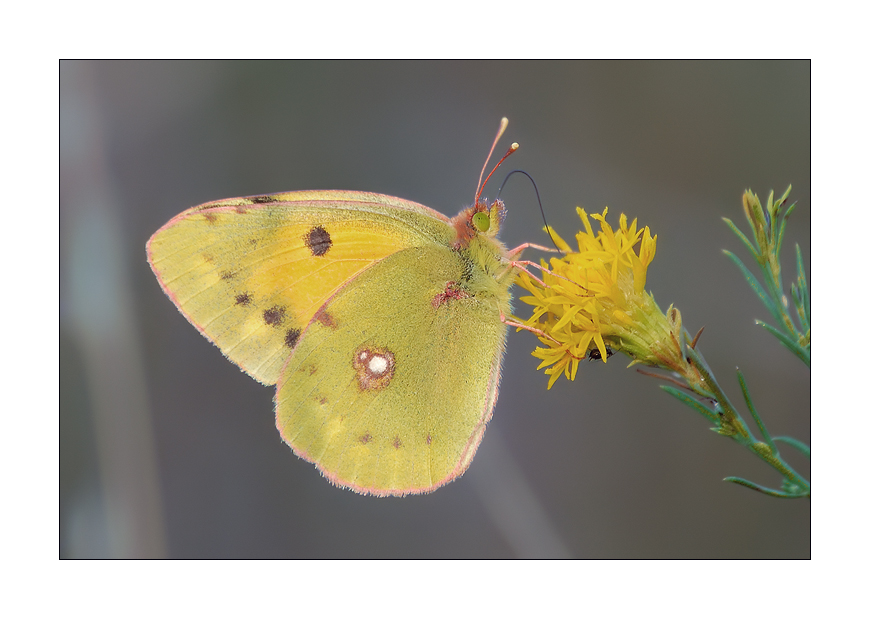 Colias crocea