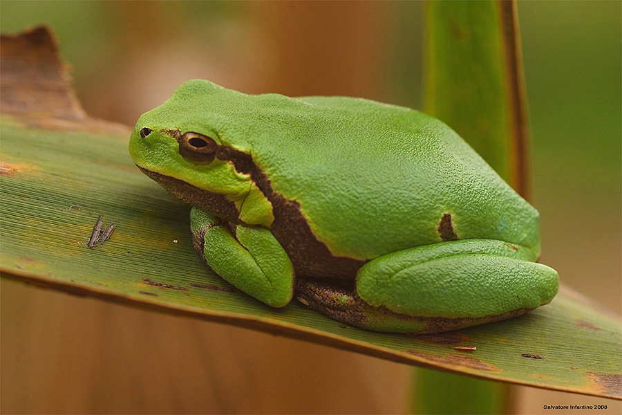 ...pacioccona pacioccona...!!!