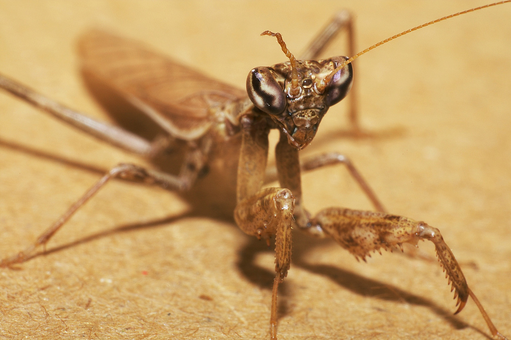 una mantide a suo agio