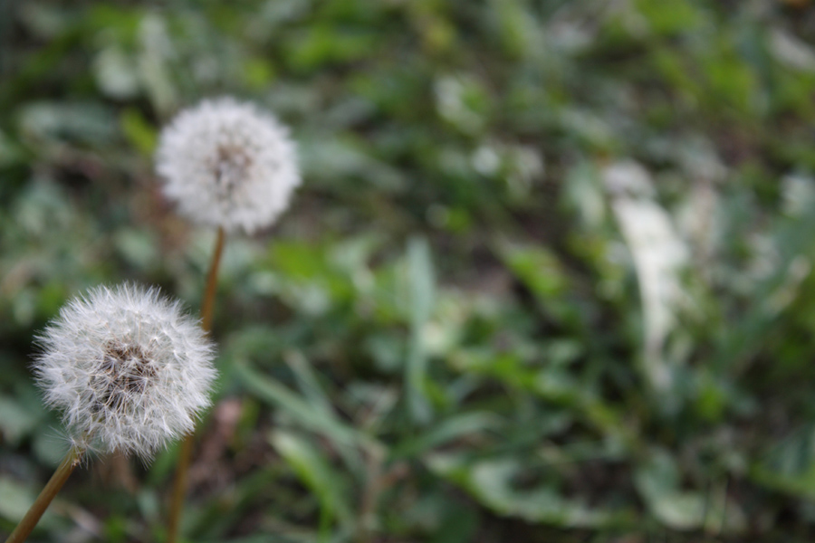 Ne rimarra' uno solo ?