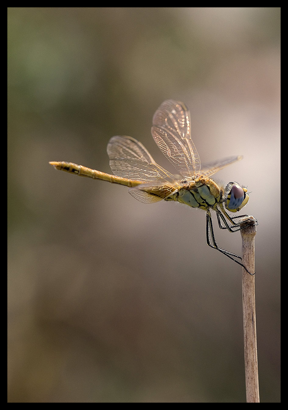 libellula