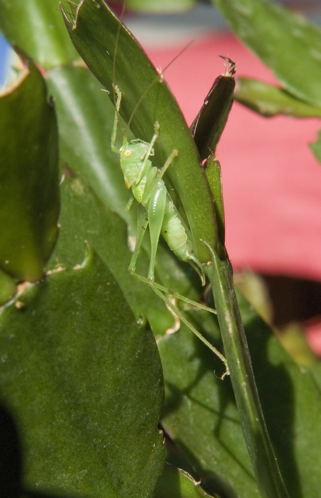 amico verde si gode il raggio di sole in casa