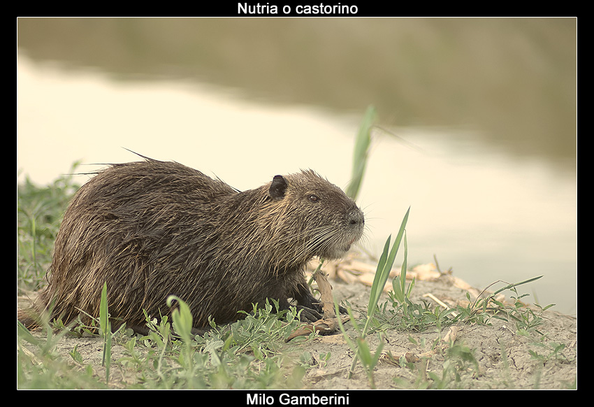 Nutria o castorino