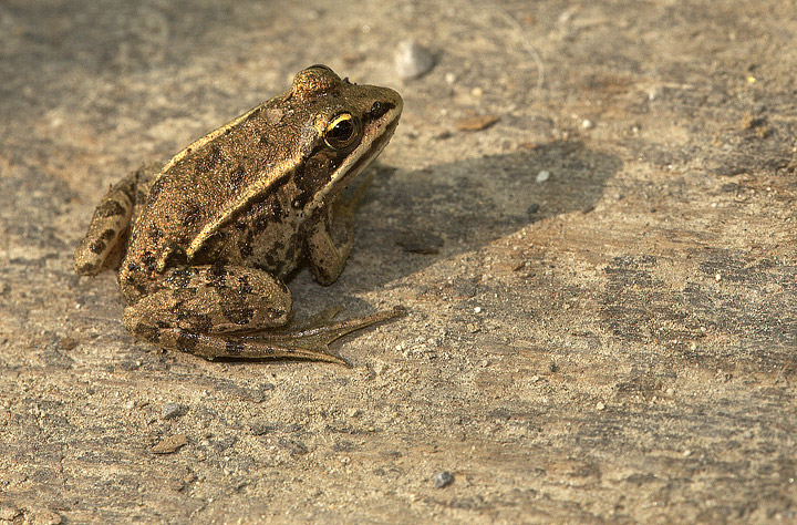 Pelophylax lessonae