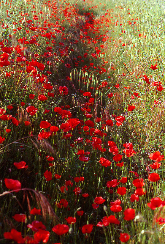 Sul greto di un fosso