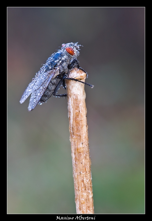 Barcollo, ma non mollo!