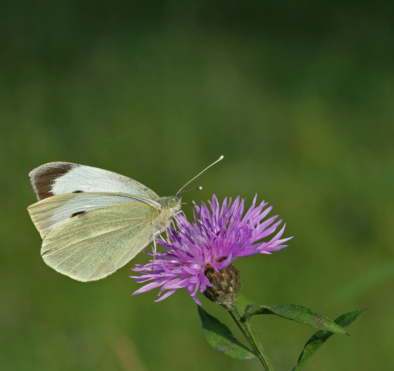 estate.................