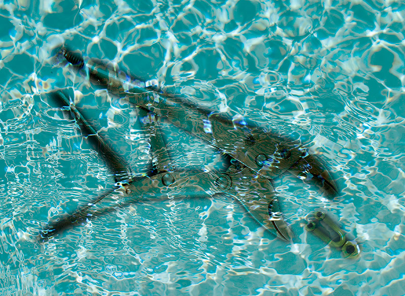 Pesce grande mangia pesce piccolo...