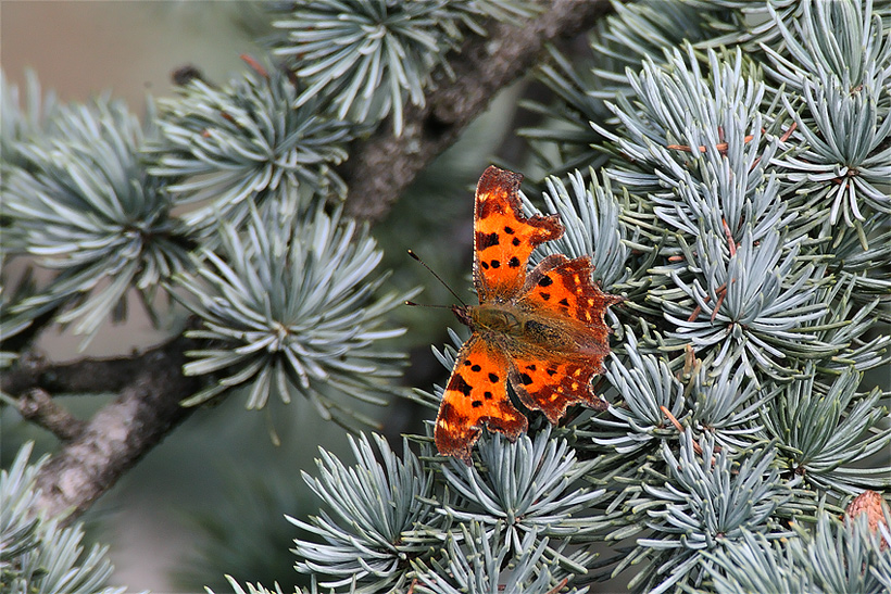 Farfalla sulle spine...