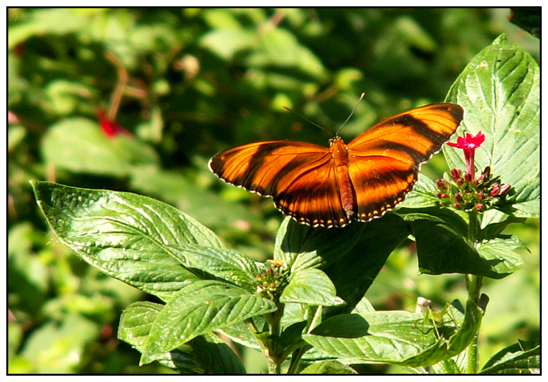 Oasi S. Alessio - img 05