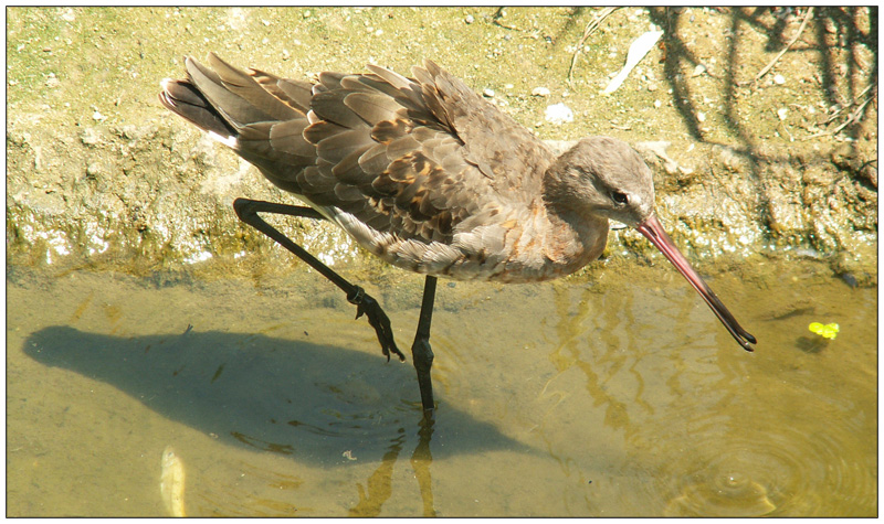 Oasi S. Alessio - img 06