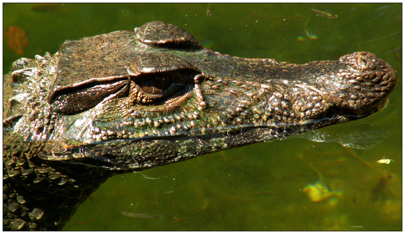 Oasi S. Alessio - img 08