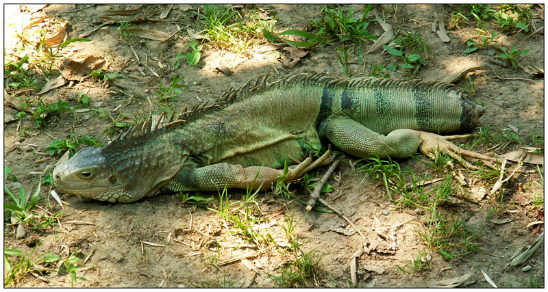 Oasi S. Alessio - img 10