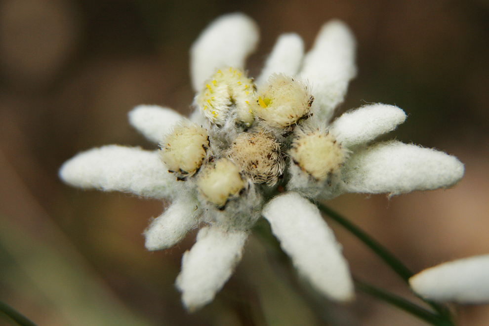 Edelweiss