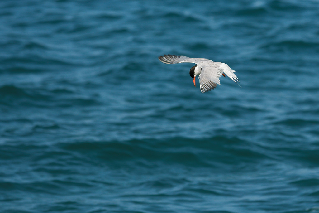 .....alla ricerca della preda