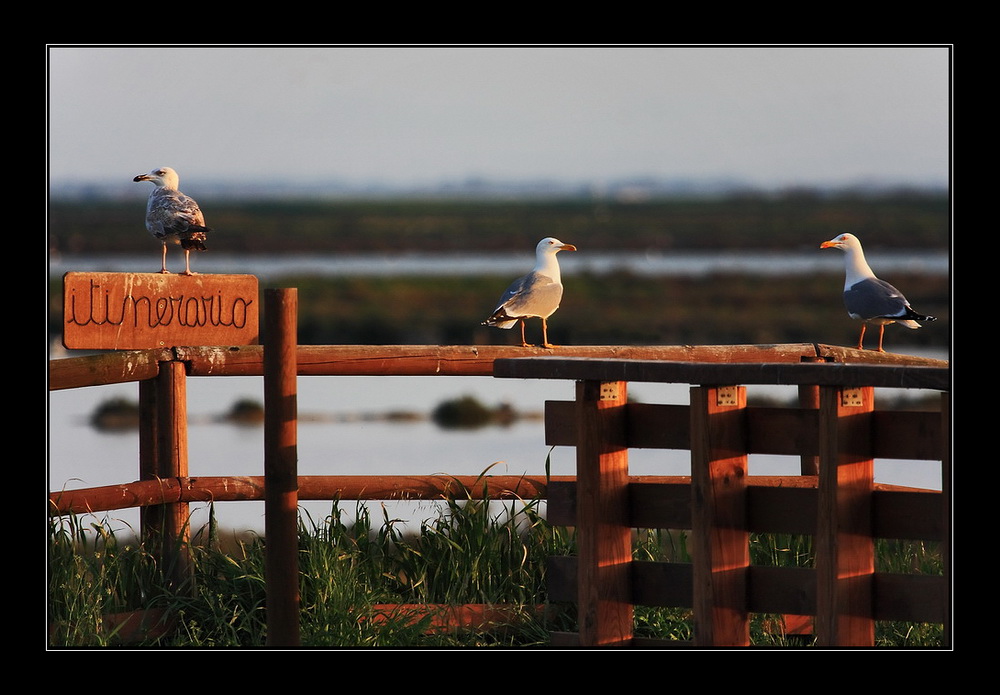 Da che parte andiamo?...