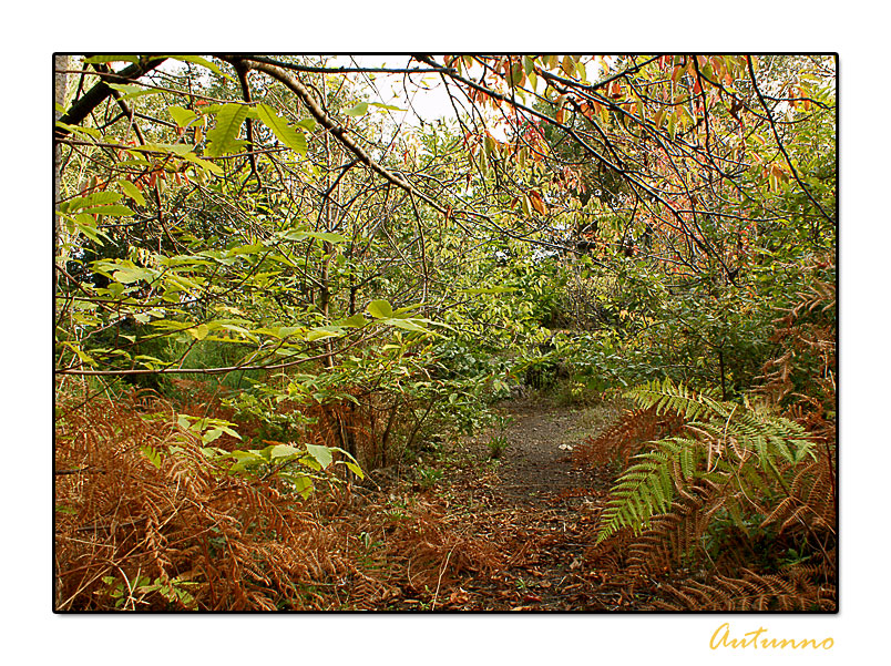 Autunno cadono le foglie ....