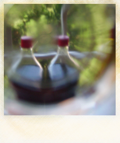 Polaroid( Effetti alcolici)