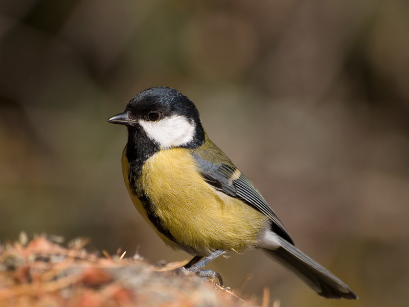 Parus Major