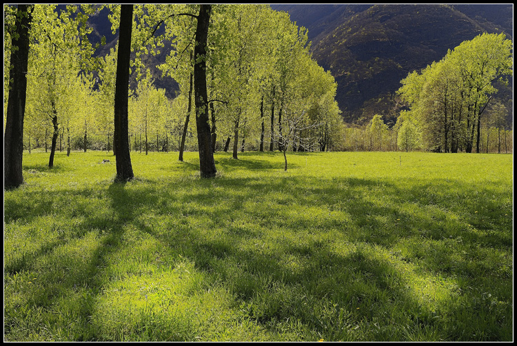 oasi  bosco tenso  wwf