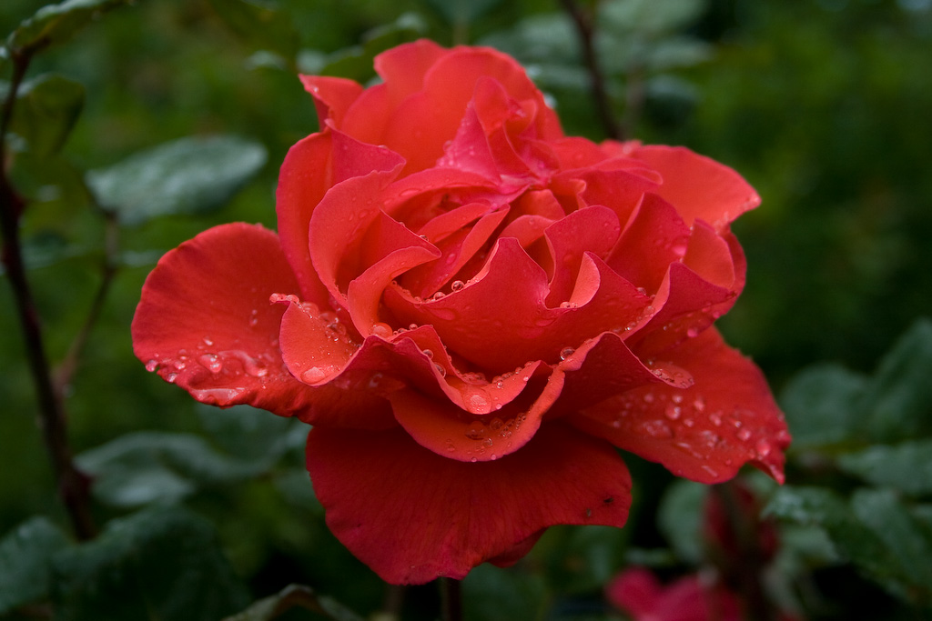 Rain [originale]