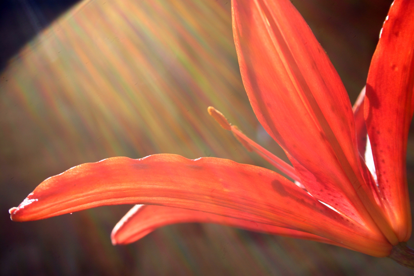 Proteso verso la luce