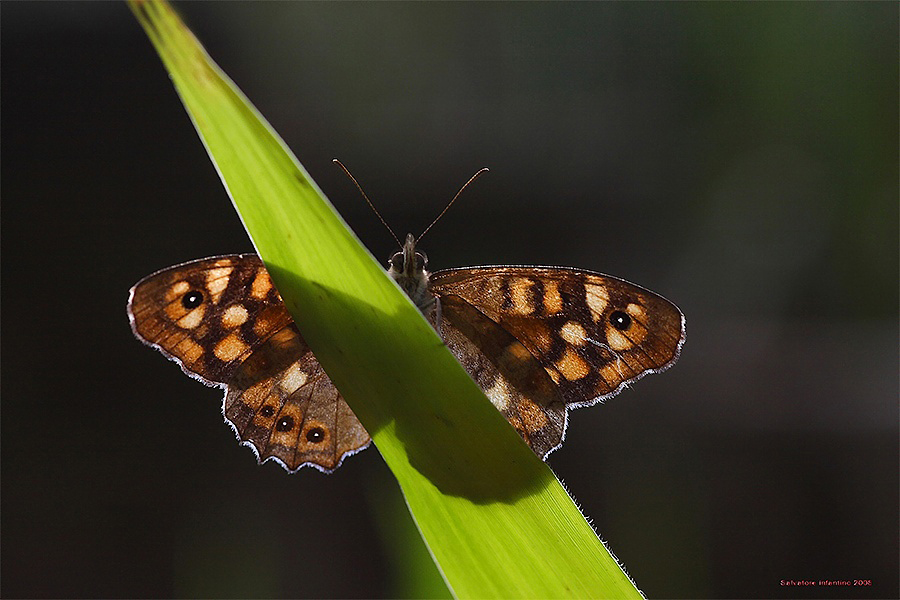 Timidona in Controluce n.2