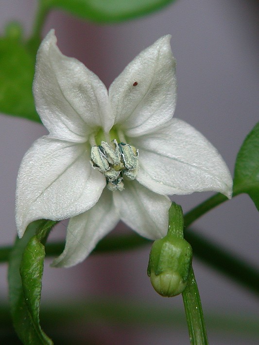 fiore di peperoncino