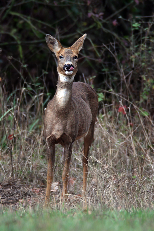 Capriolino Goloso...^_^