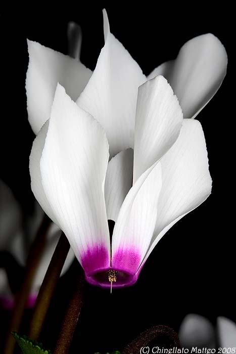 Un fiore a Madre Natura