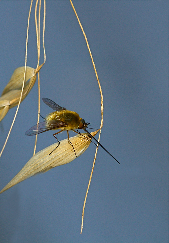 Preparativi per il duello