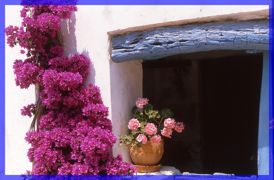 finestra fiorita (da diapo)