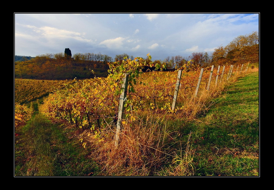 L' oro sulle colline...