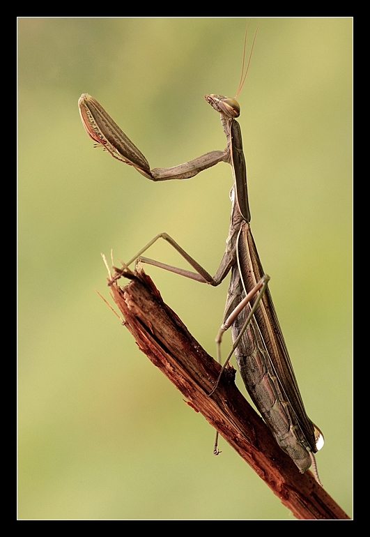 Mantis religiosa