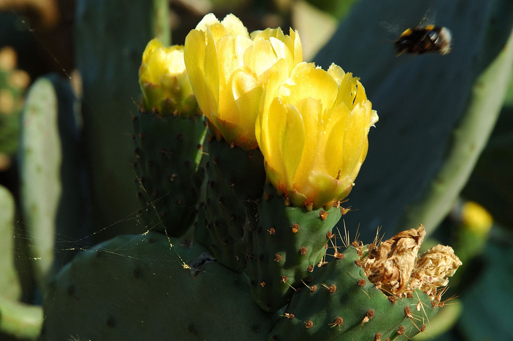 fichi d' india fioriti