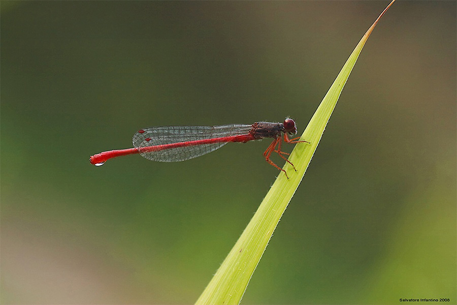 Se c'� la goccia....!!!!