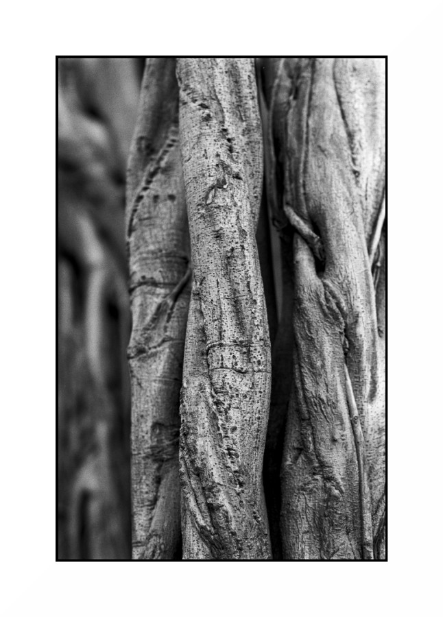 Bianco & Nero con Legno Vivo