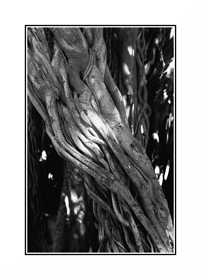 Bianco & Nero con Legno Vivo