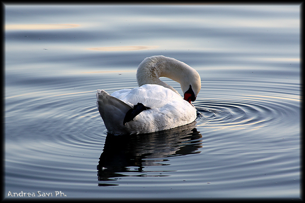 Cigno sul Lago di Bracciano