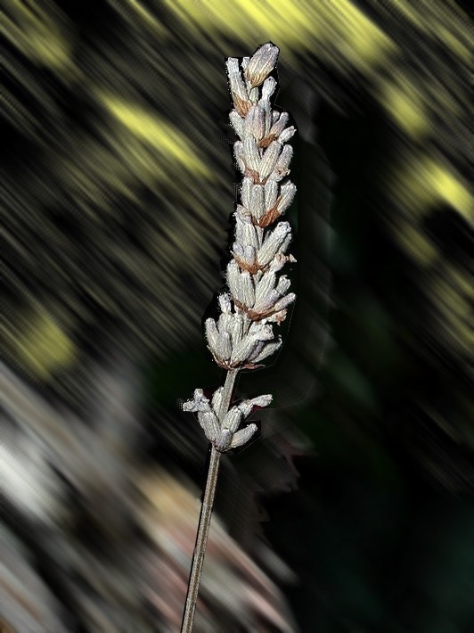 lavanda