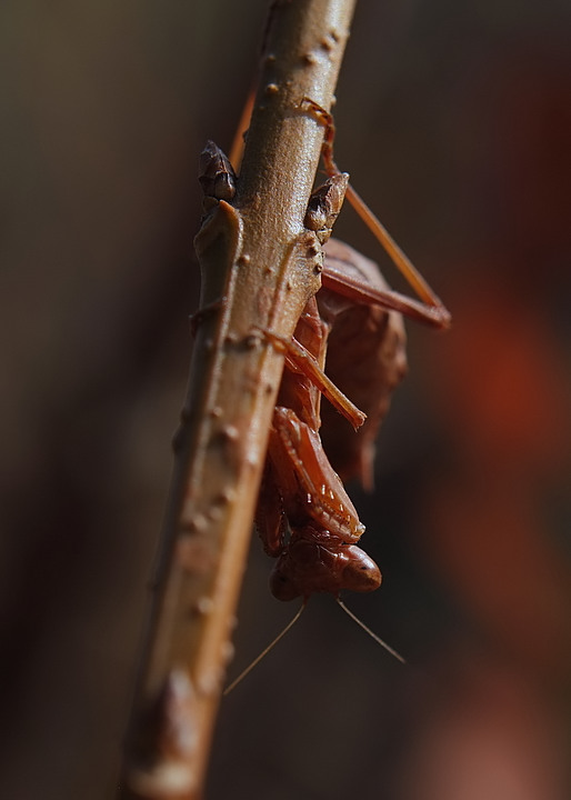 il mondo all'incontrario