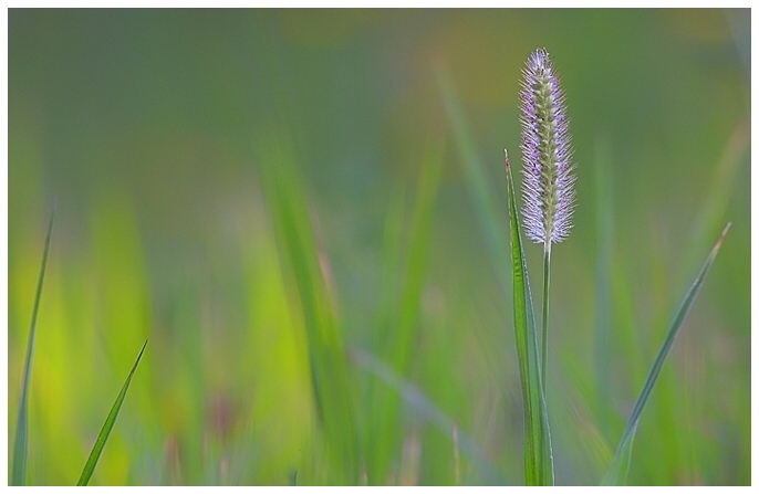 Non solo farfalle....