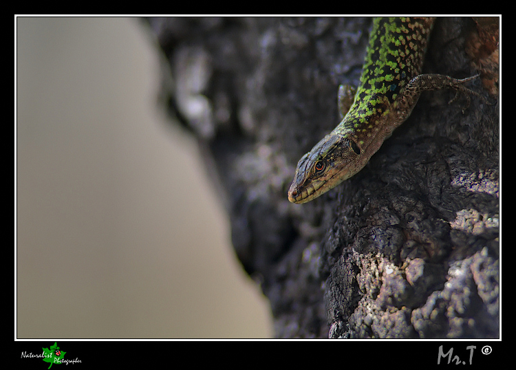 ...e questo che vuole?....