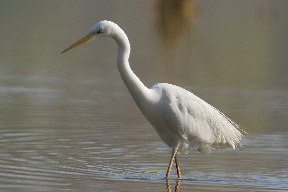 Airone bianco maggiore