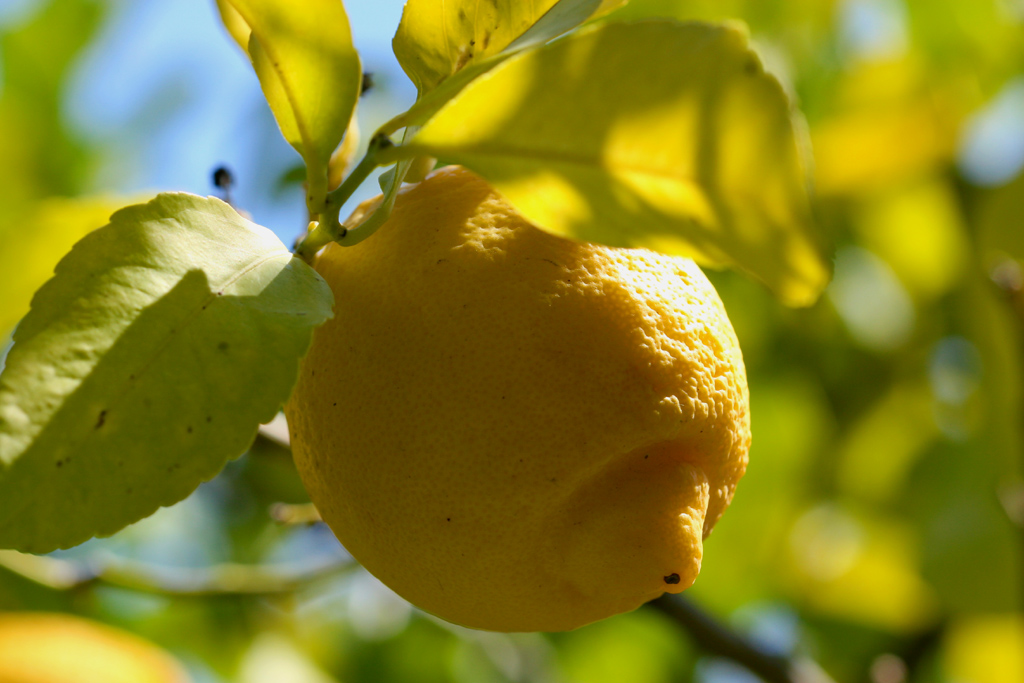 L' IMMANCABILE LIMONE